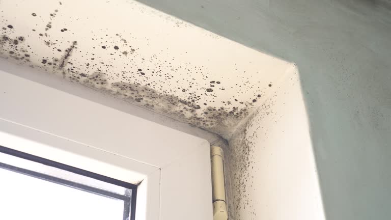 Why You Should Choose Our Mold Remediation Services in Pomona, CA